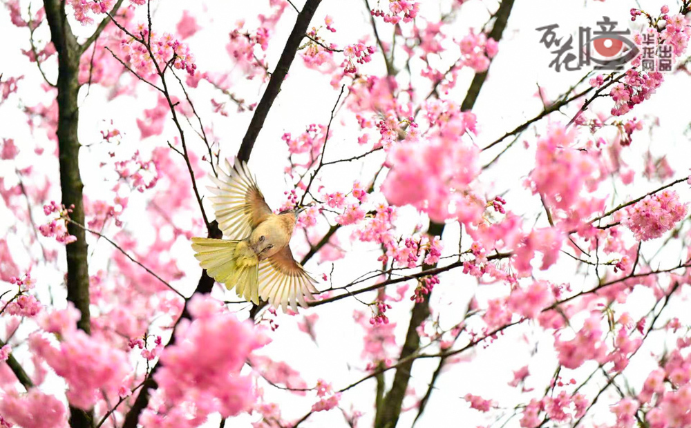 ba4317cc7241473683c8ba96e83774de_wh1000x620.jpg